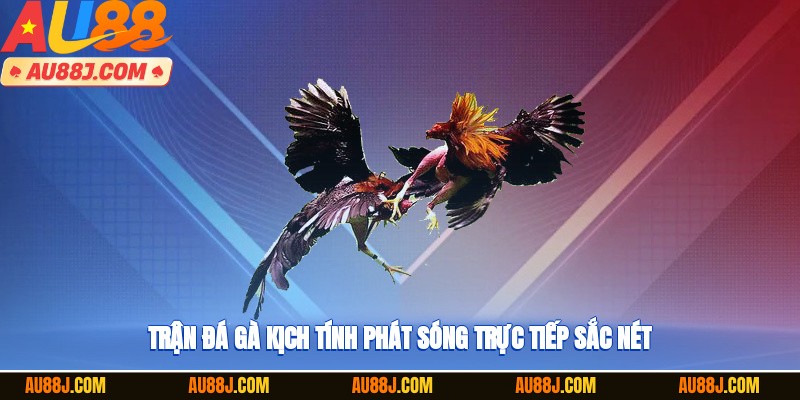 Trận đá gà kịch tính phát sóng trực tiếp sắc nét